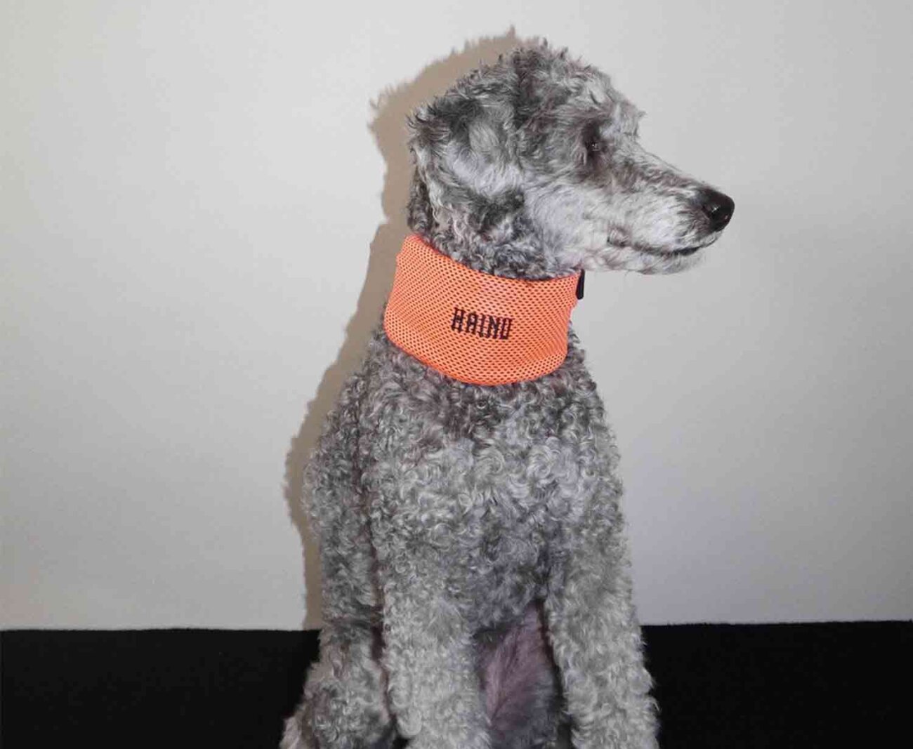 トイプードル,熱中症,クールスヌード