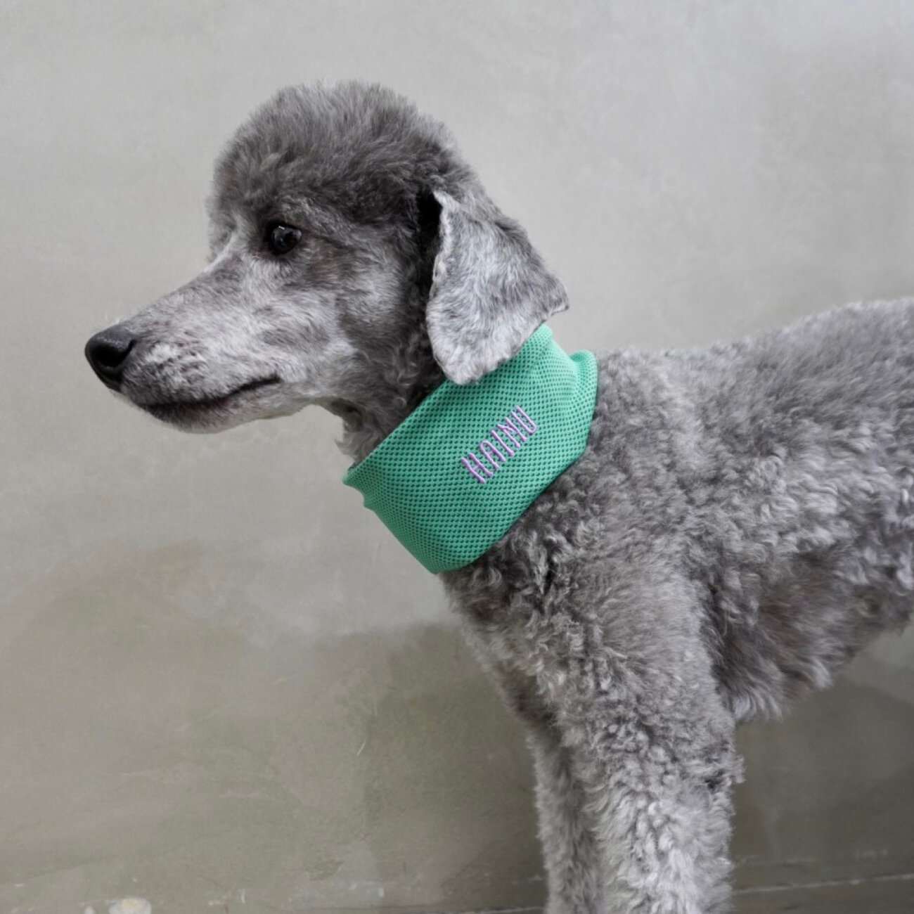 トイプードル,熱中症,クールスヌード