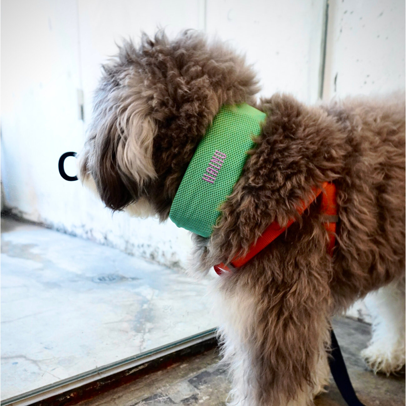 トイプードル,熱中症,クールスヌード