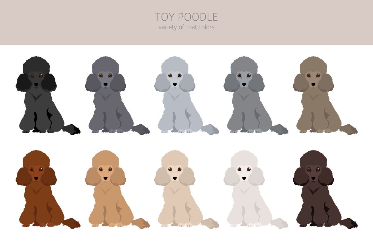 トイプードルライフ,子犬,基本情報,性格