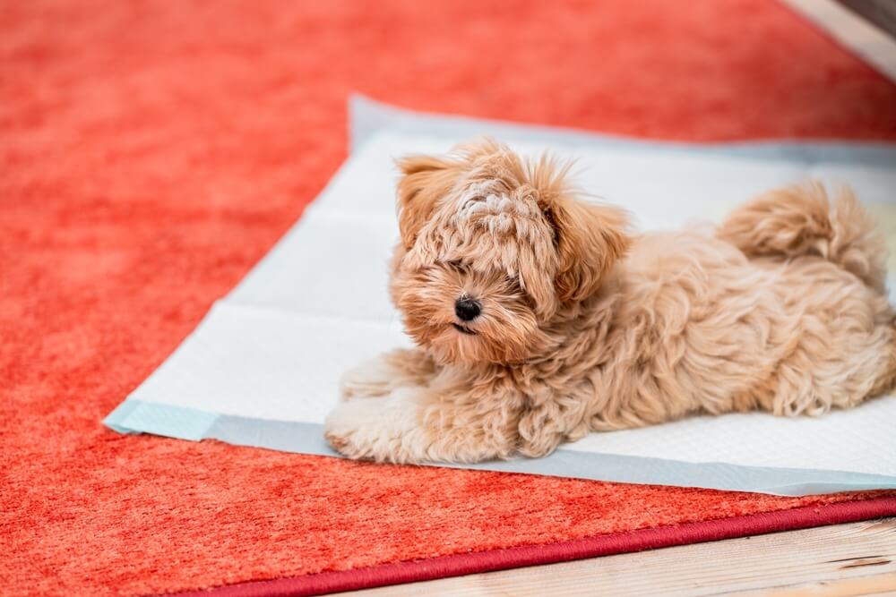 トイプードルライフ,子犬,基本情報,性格