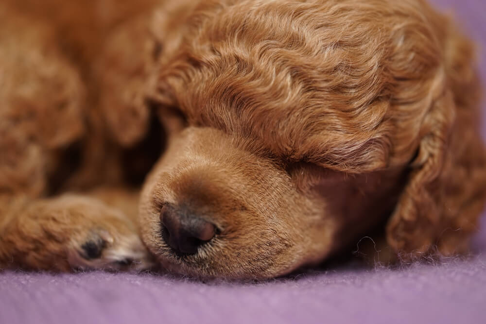 トイプードルライフ,子犬,基本情報,性格
