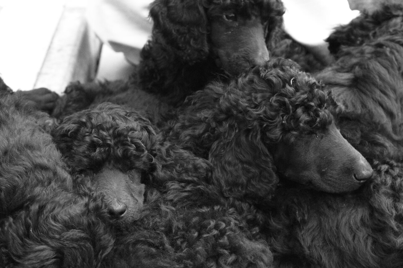 トイプードルライフ,子犬,基本情報,性格