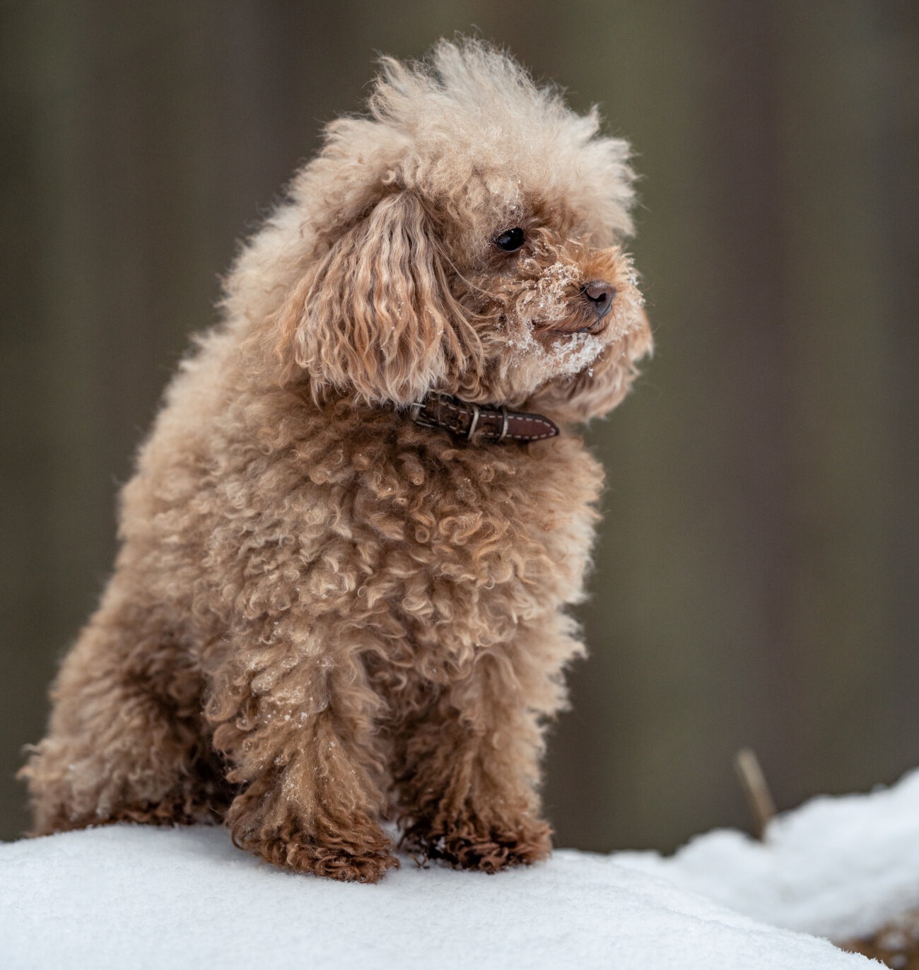 トイプードルライフ,子犬,基本情報,性格