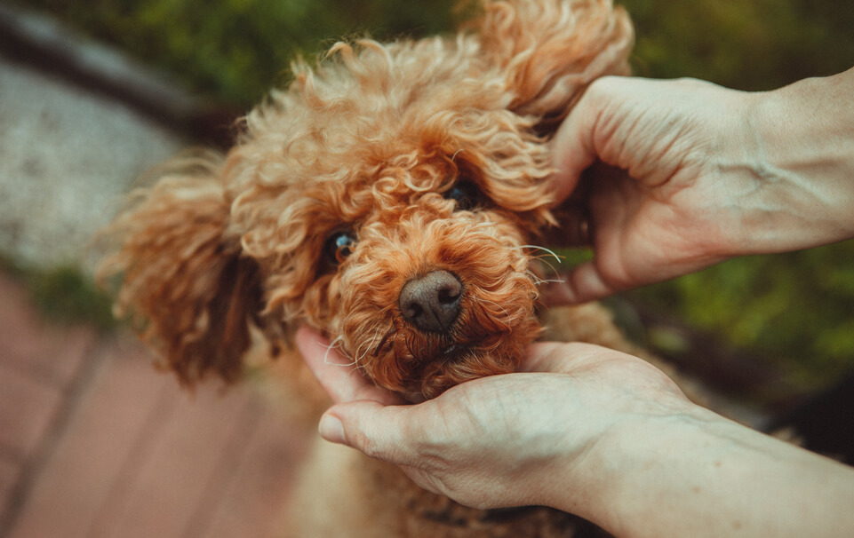 トイプードルライフ,子犬,基本情報,性格