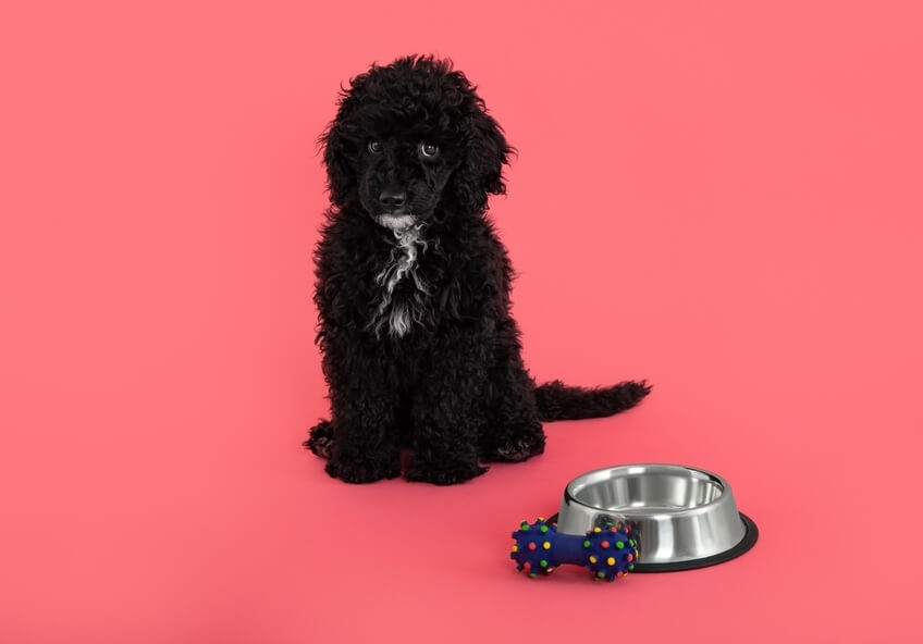 トイプードルライフ,子犬,基本情報,性格