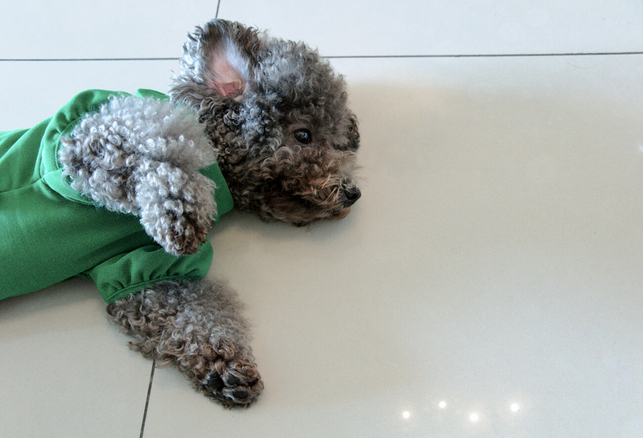 トイプードルライフ,子犬,基本情報,性格