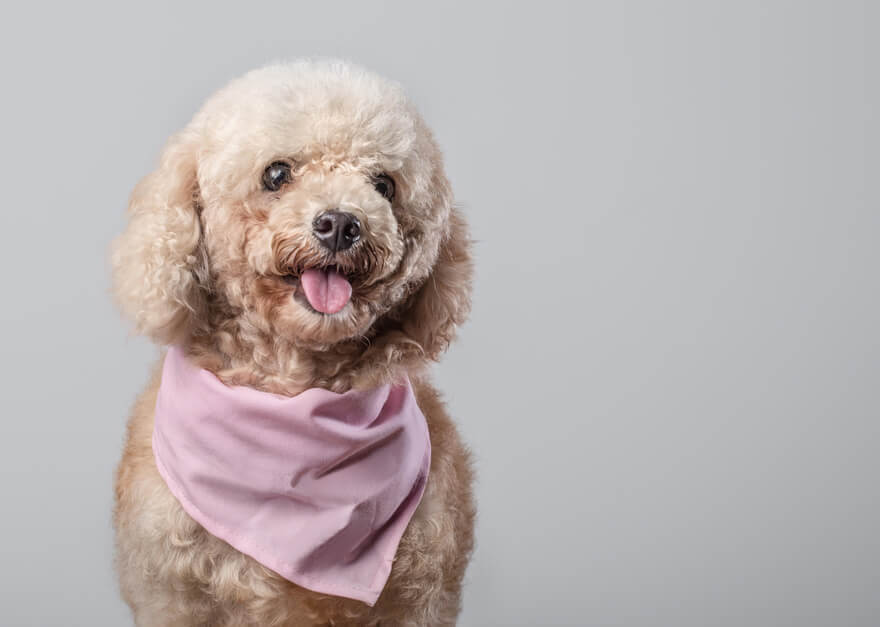 トイプードルライフ,子犬,基本情報,性格