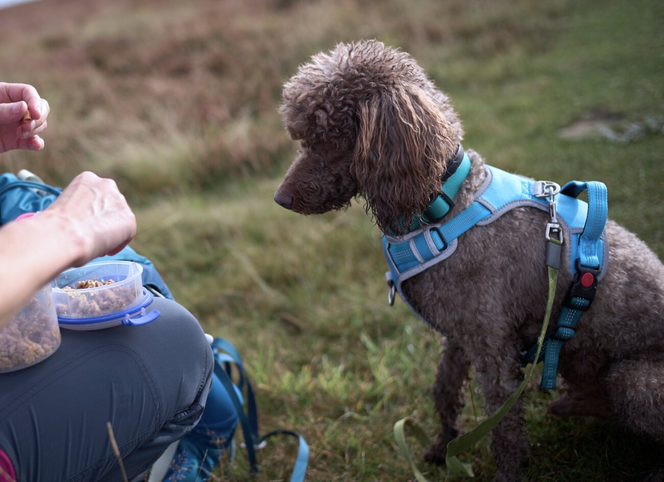 トイプードルライフ,子犬,基本情報,性格