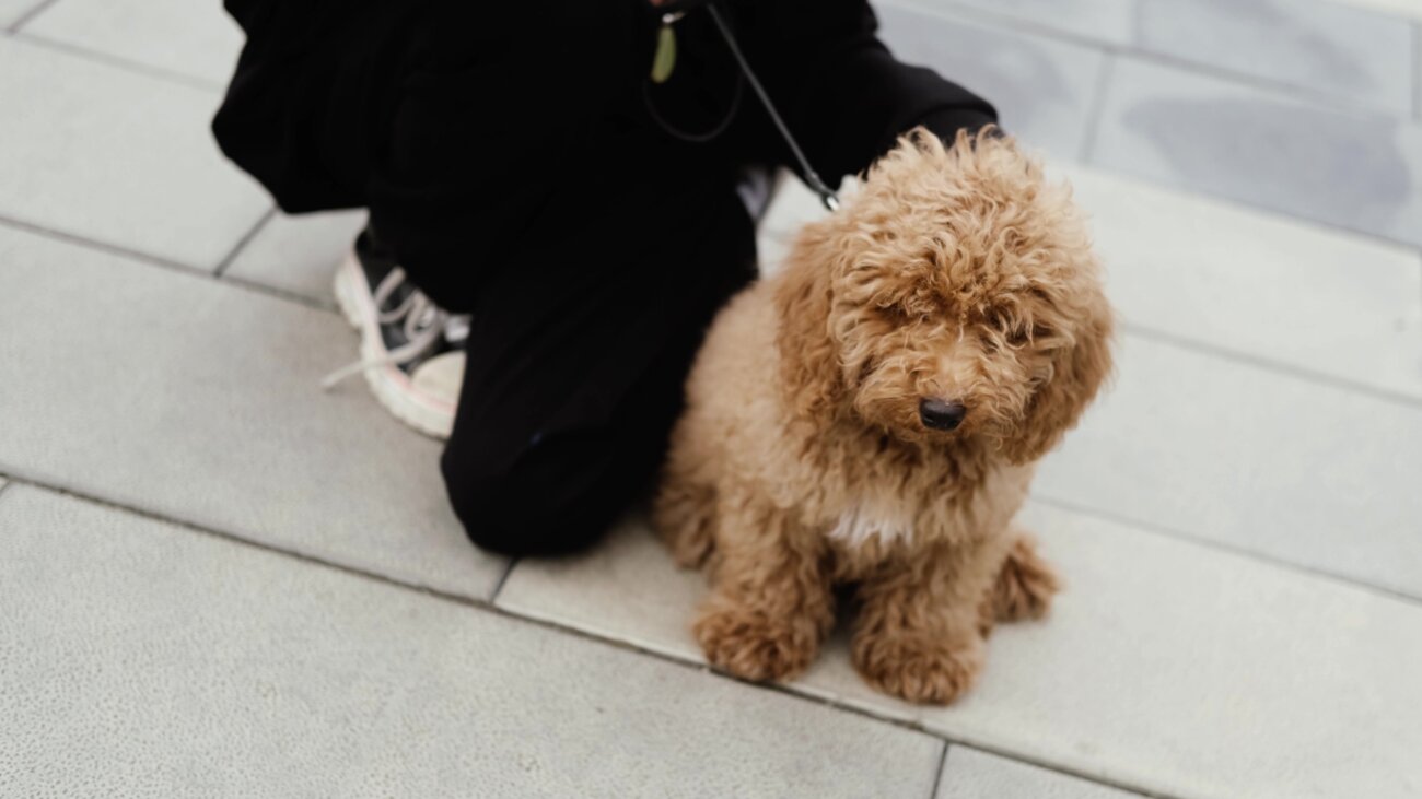 トイプードル,交通事故,拾い食い