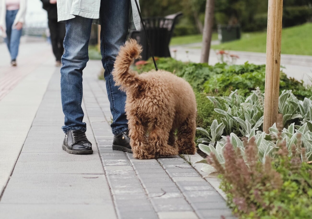 トイプードル,交通事故,拾い食い