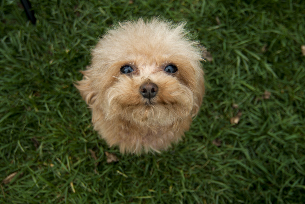 トイプードルライフ,子犬,基本情報,性格
