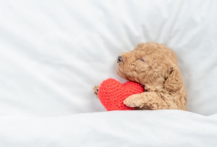 トイプードルライフ,子犬,基本情報,性格