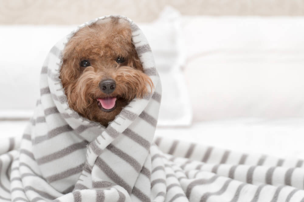 トイプードル,台風,災害