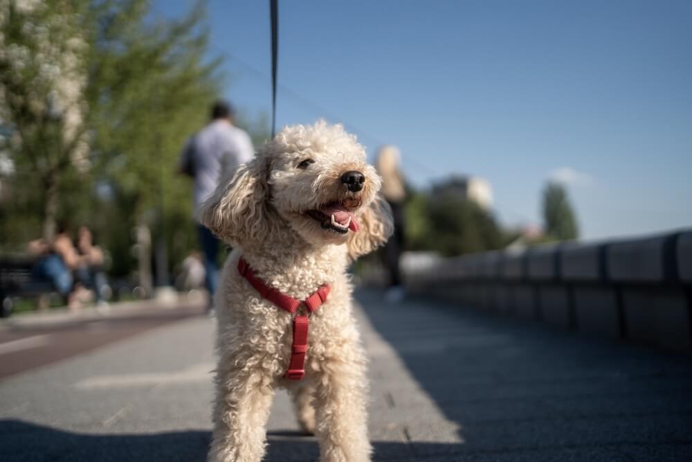トイプードル,交通事故,拾い食い