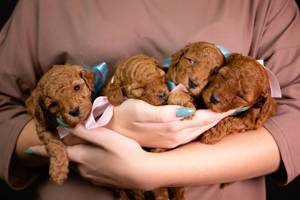 トイプードルライフ,子犬,基本情報,性格