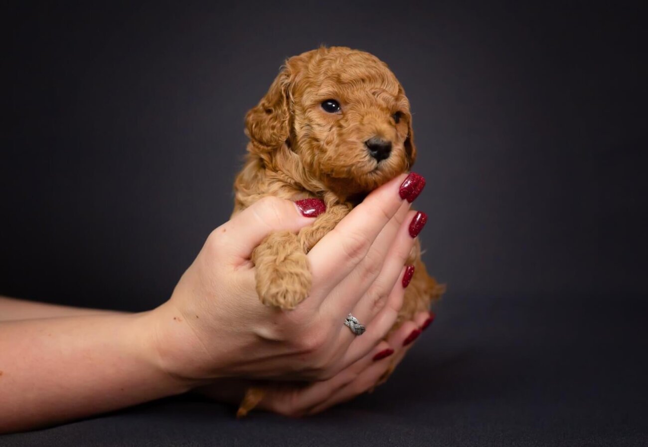 子犬／はじめてのトイプードル【基本編】 | Toy Poodle Life [トイ