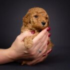 子犬／はじめてのトイプードル【基本編】