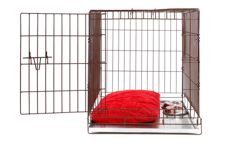 トイプードルライフ,子犬,基本情報,性格