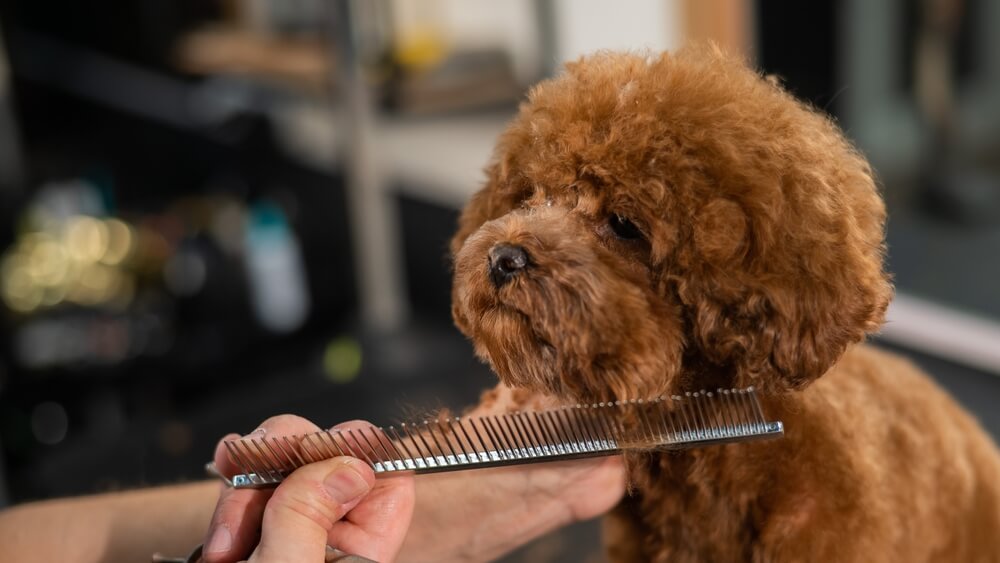 トイプードルライフ,子犬,基本情報,性格