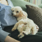 【特集】レジェンドトイプーの肖像ー15歳を超えて