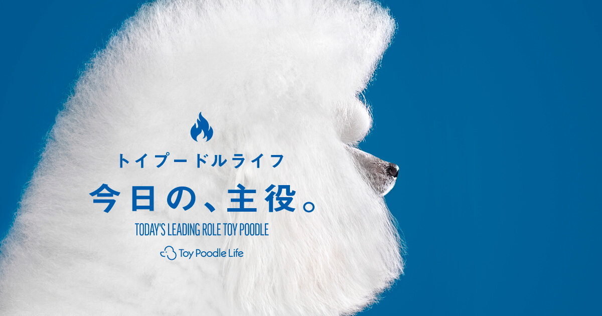 特集】今日の、主役。 | Toy Poodle Life [トイプードルライフ]