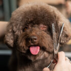 【特集】編集部厳選！トリミングサロン