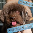 【特集】編集部厳選！トリミングサロン