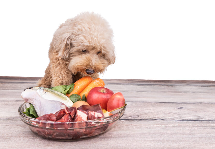 トイプードルライフ,子犬,基本情報,性格