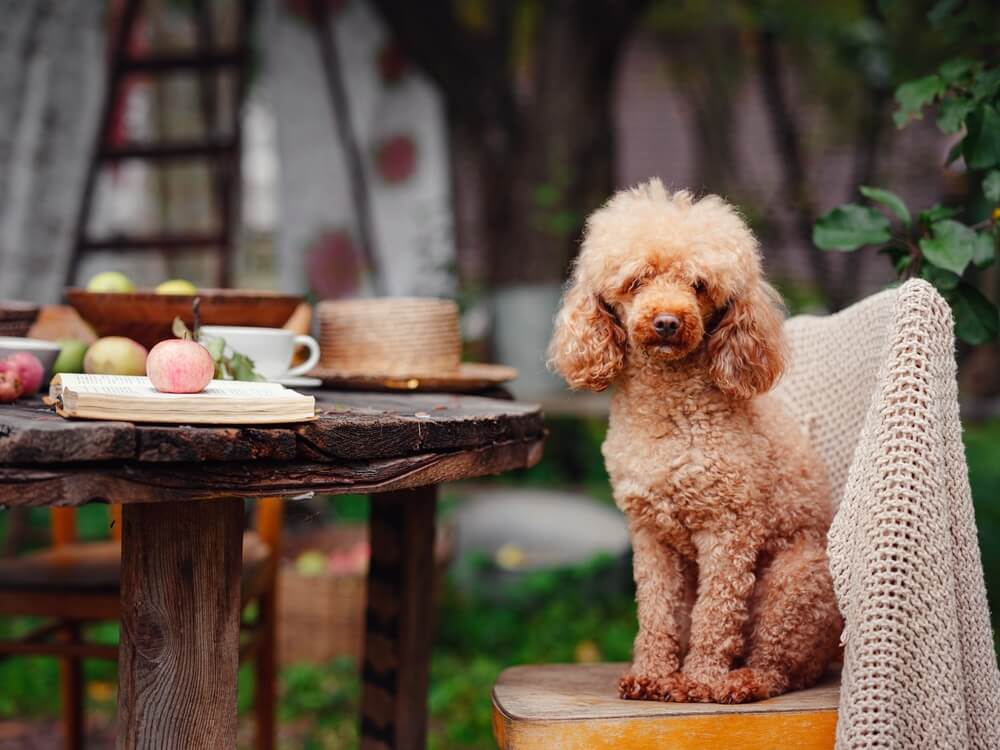 トイプードル,カフェ,鎌倉