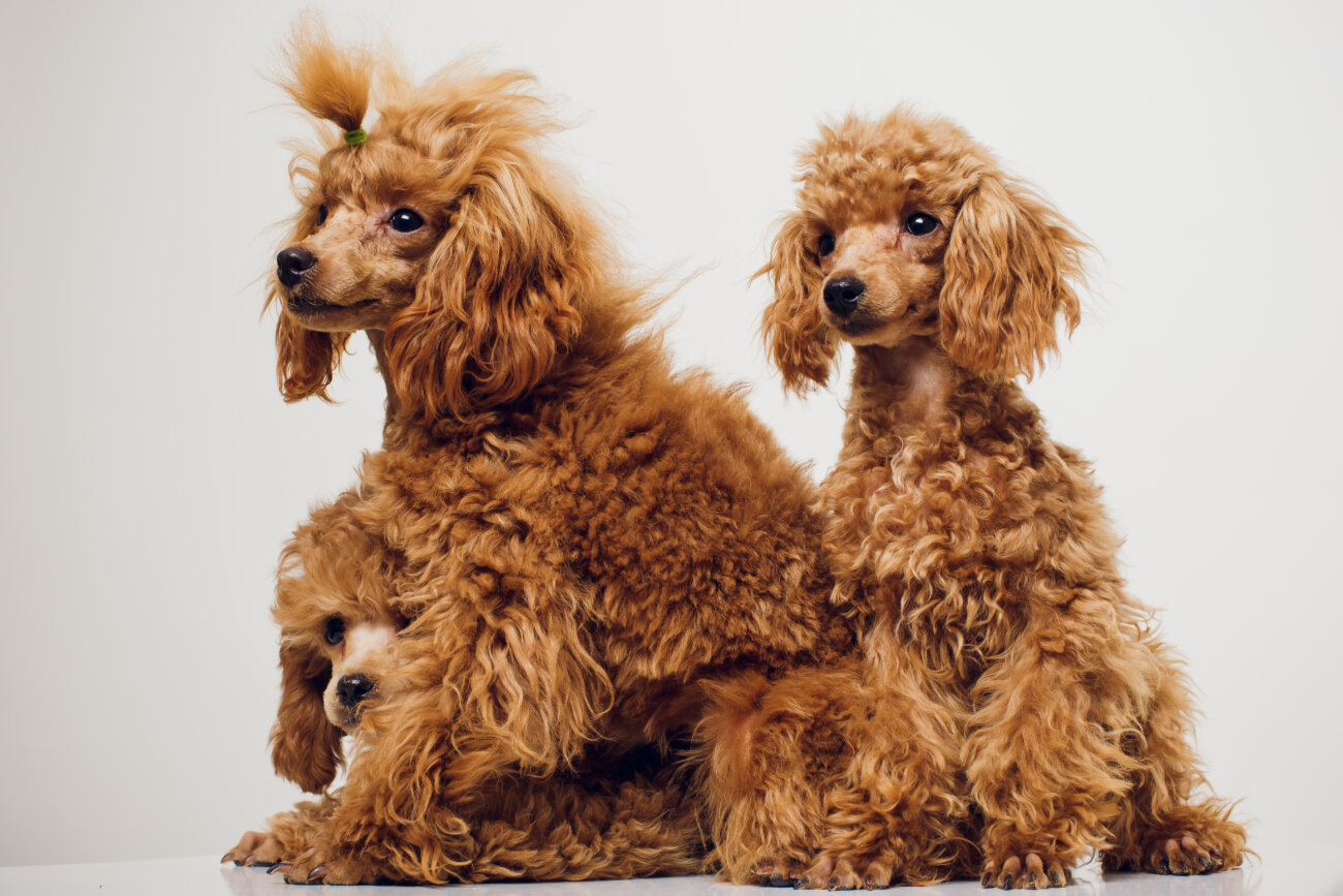 トイプードルライフ,子犬,基本情報,性格