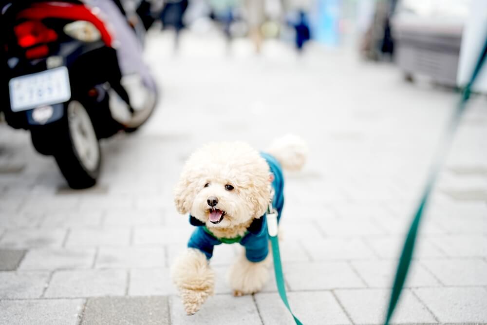 トイプードル,交通事故,拾い食い