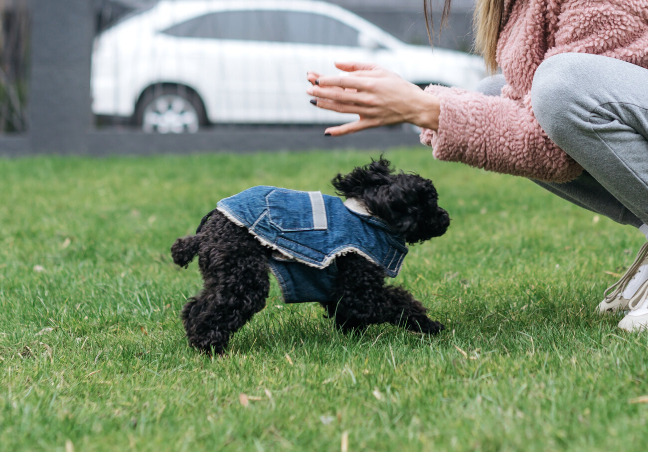 トイプードルライフ,子犬,基本情報,性格