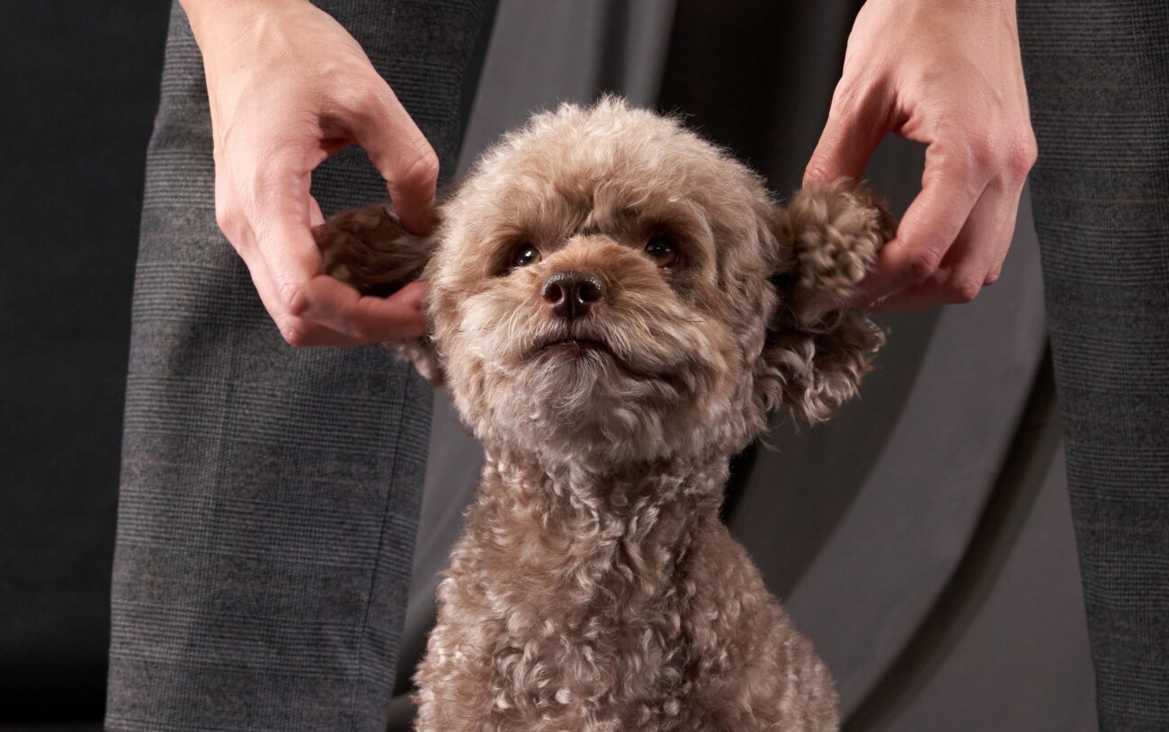 トイプードルライフ,子犬,基本情報,性格