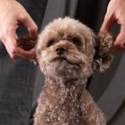 子犬／はじめてのトイプードル【自宅環境整備編】