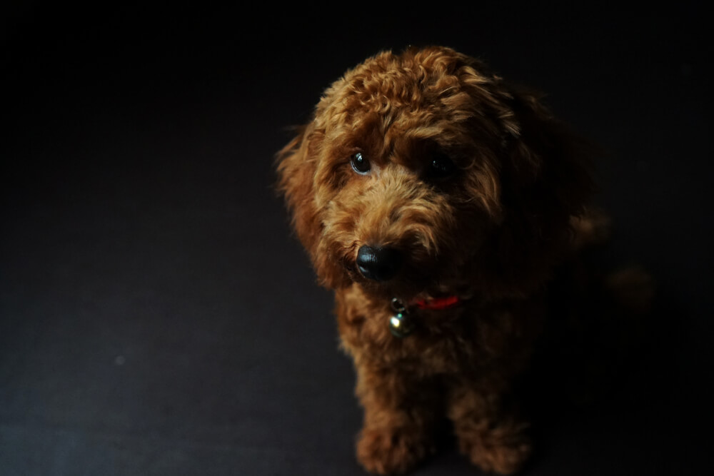 トイプードル,交通事故,ノーリード