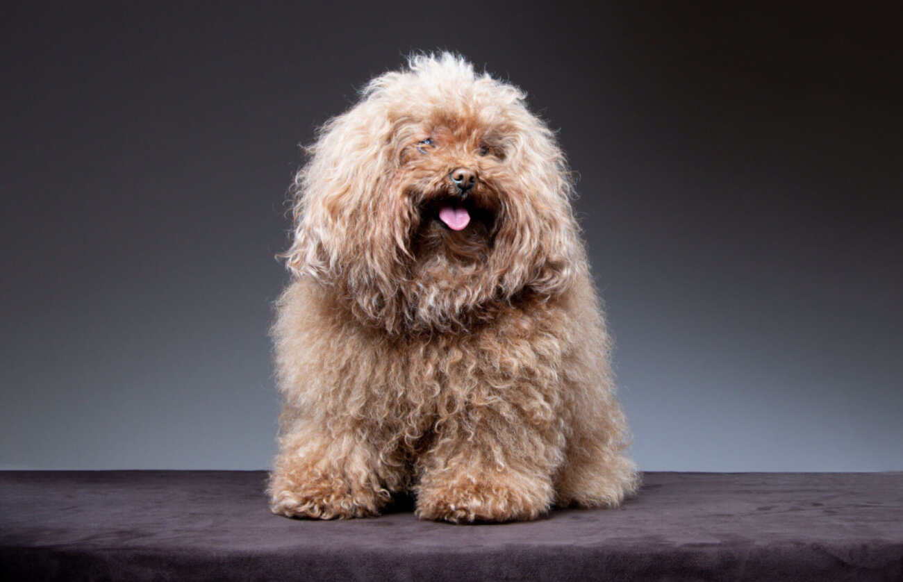 トイプードルライフ,子犬,基本情報,性格