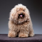 トイプードルの性格/基本情報