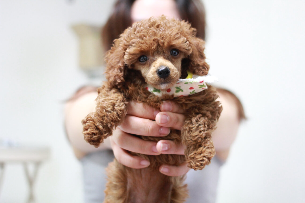 トイプードルライフ,子犬,基本情報,性格