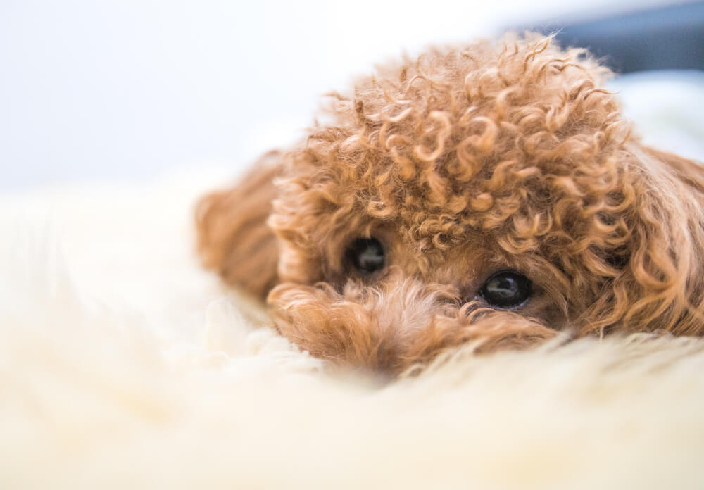 トイプードルライフ,子犬,基本情報,性格