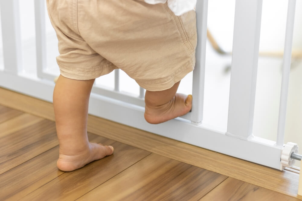 トイプードルライフ,子犬,基本情報,性格