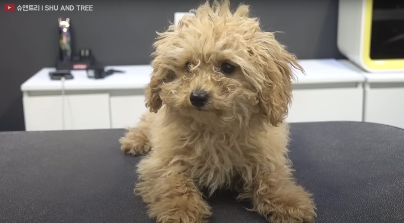 トイプードルライフ,トリミング,動画