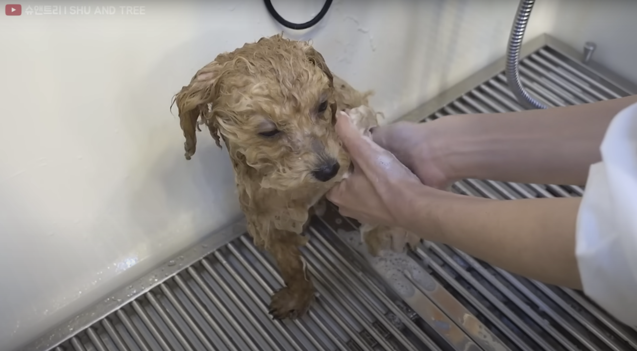 トイプードルライフ,トリミング,動画