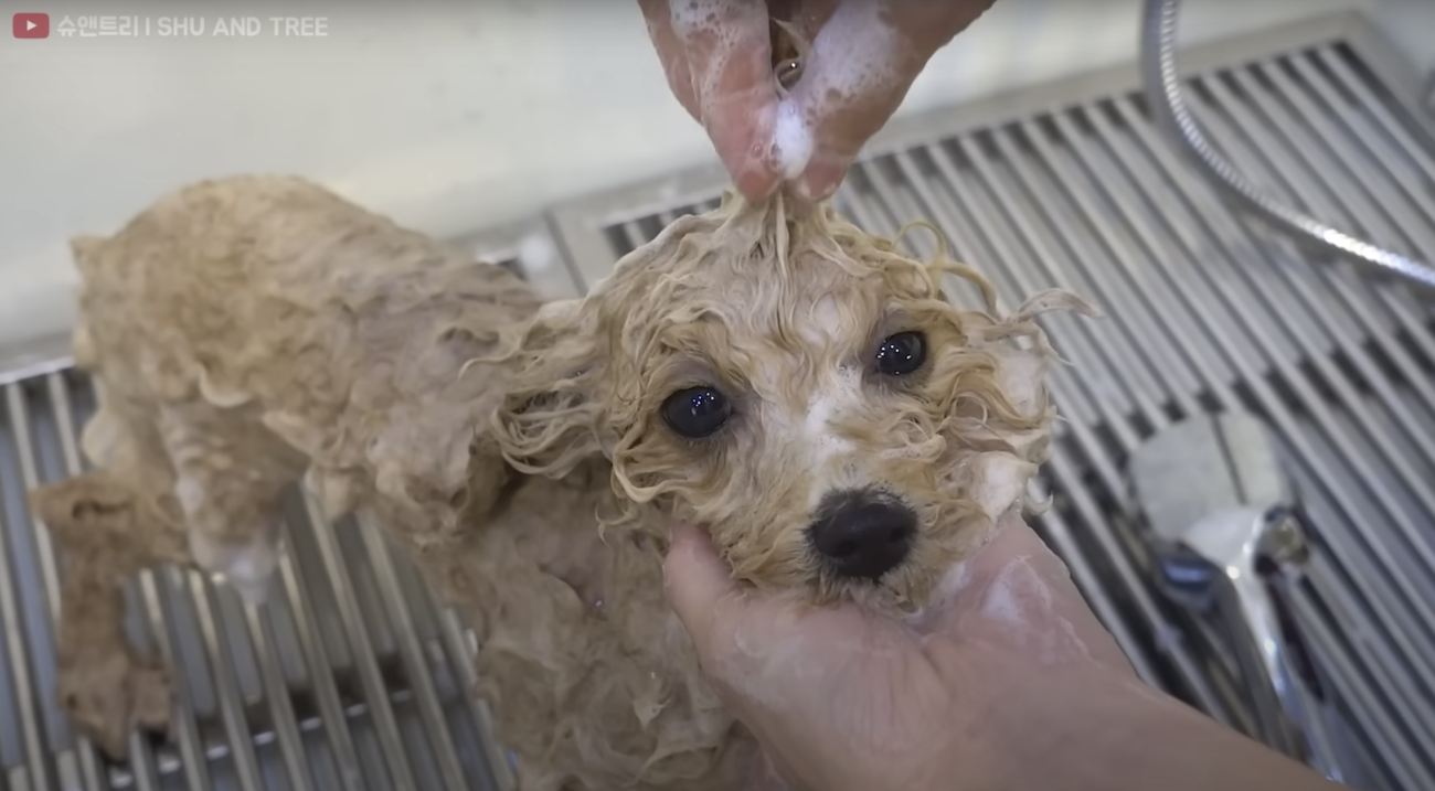 トイプードルライフ,トリミング,動画