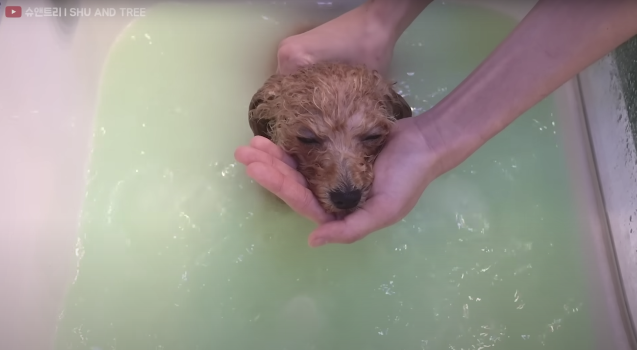 トイプードルライフ,トリミング,動画