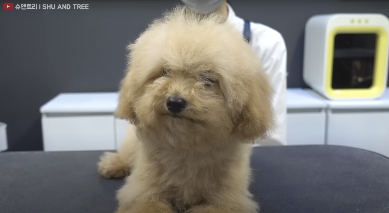 トイプードルライフ,トリミング,動画