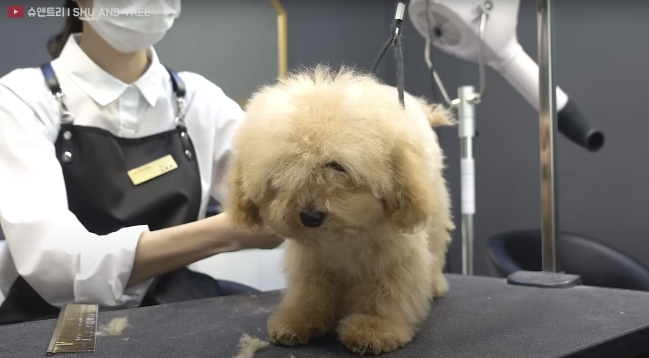 トイプードルライフ,トリミング,動画