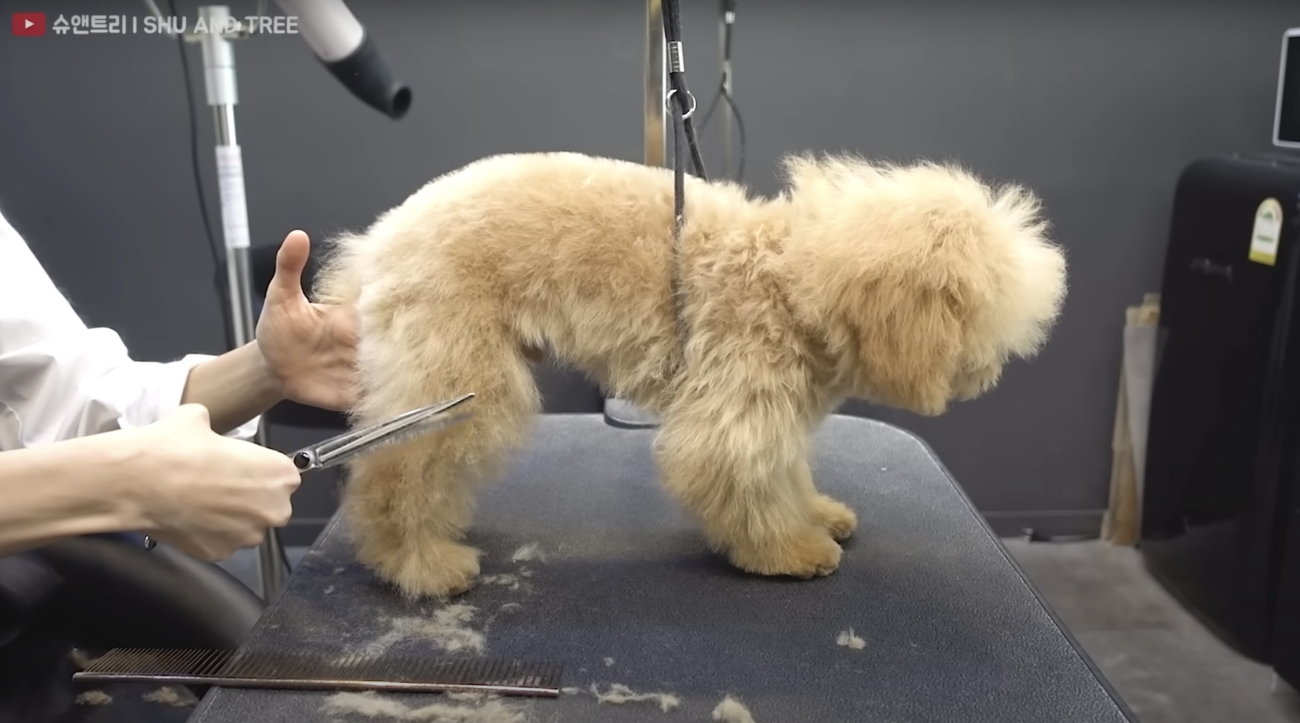 トイプードルライフ,トリミング,動画