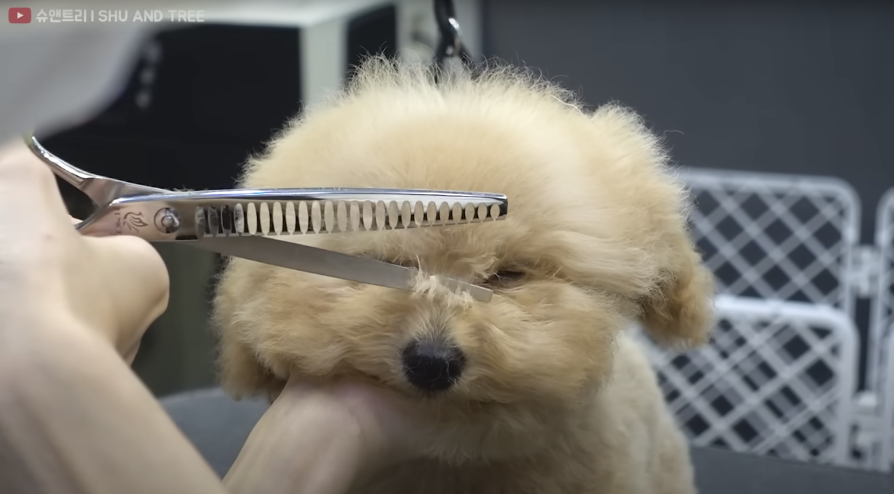 トイプードルライフ,トリミング,動画