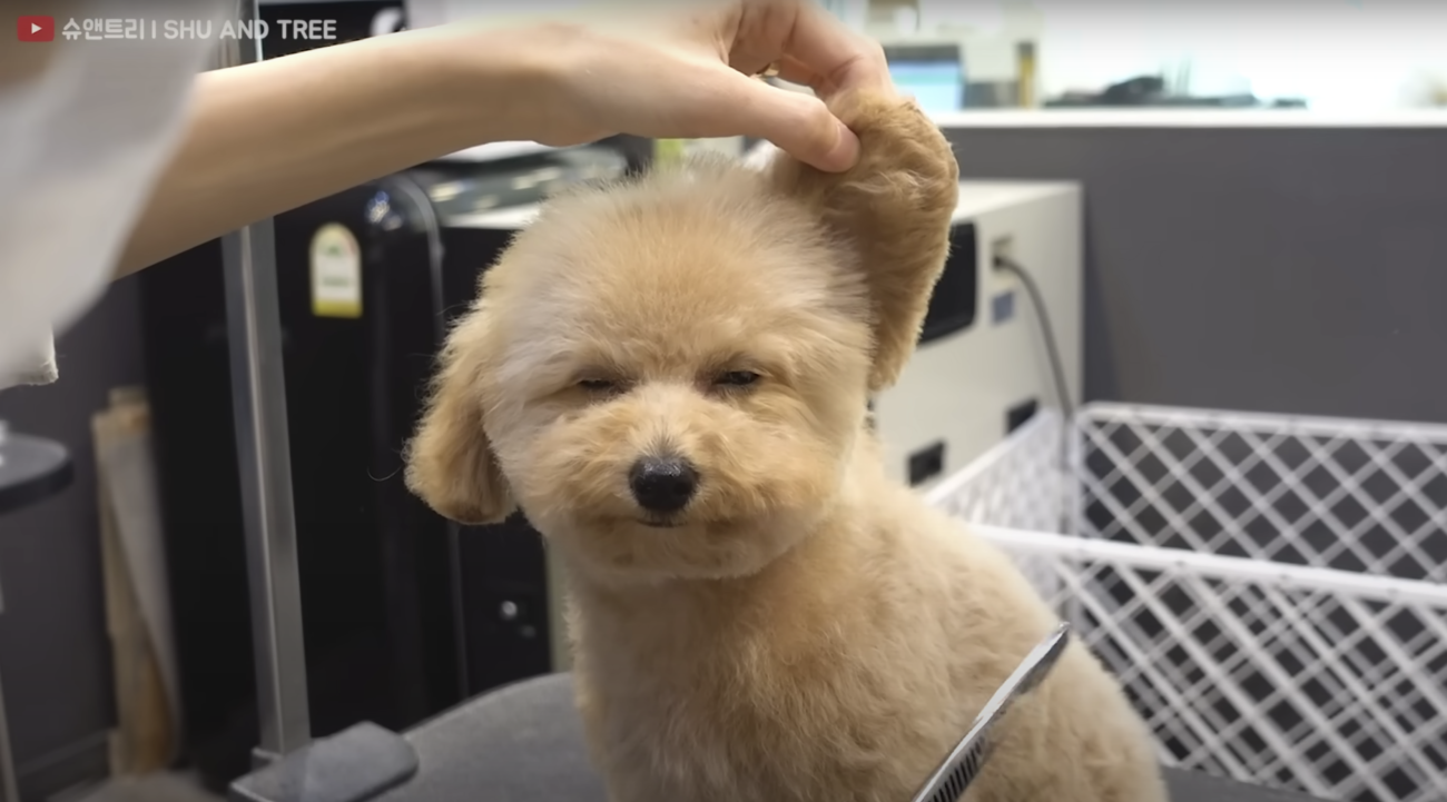 トイプードルライフ,トリミング,動画